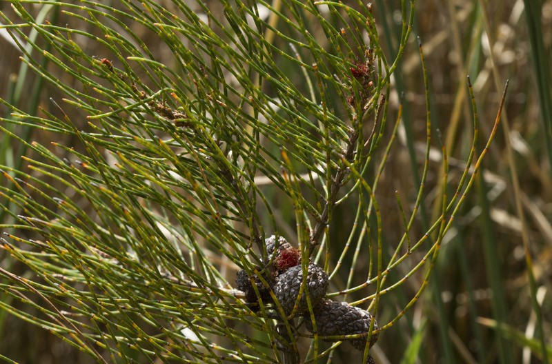 Allocasuarina robusta photo 5