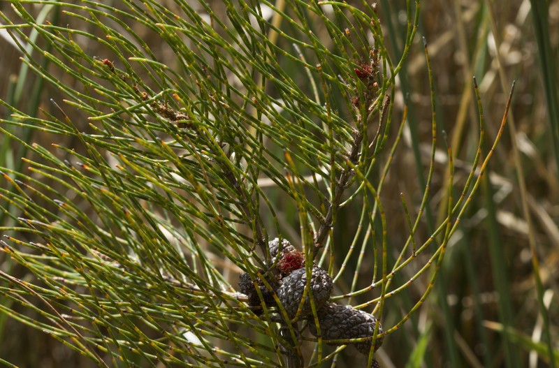 Allocasuarina robusta photo 6