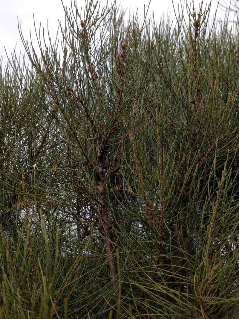 Allocasuarina robusta photo 8
