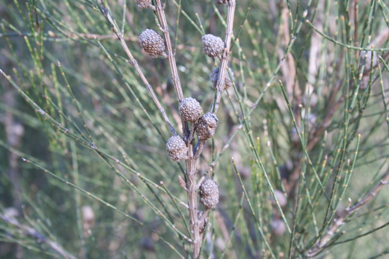 Allocasuarina rupicola