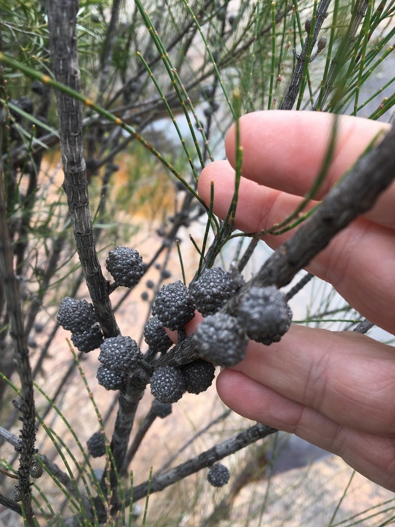 Allocasuarina rupicola photo 2