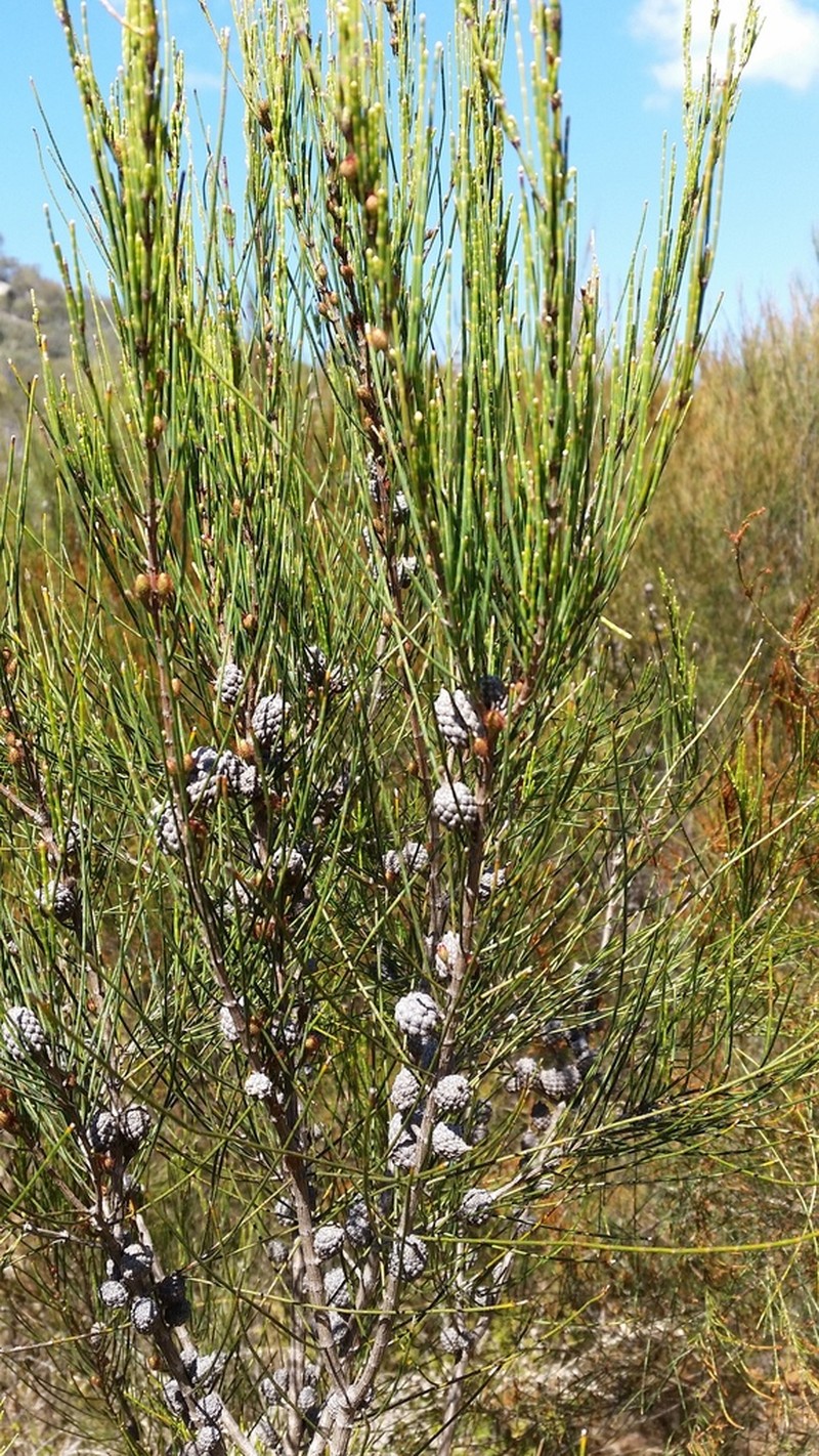 Allocasuarina rupicola photo 3