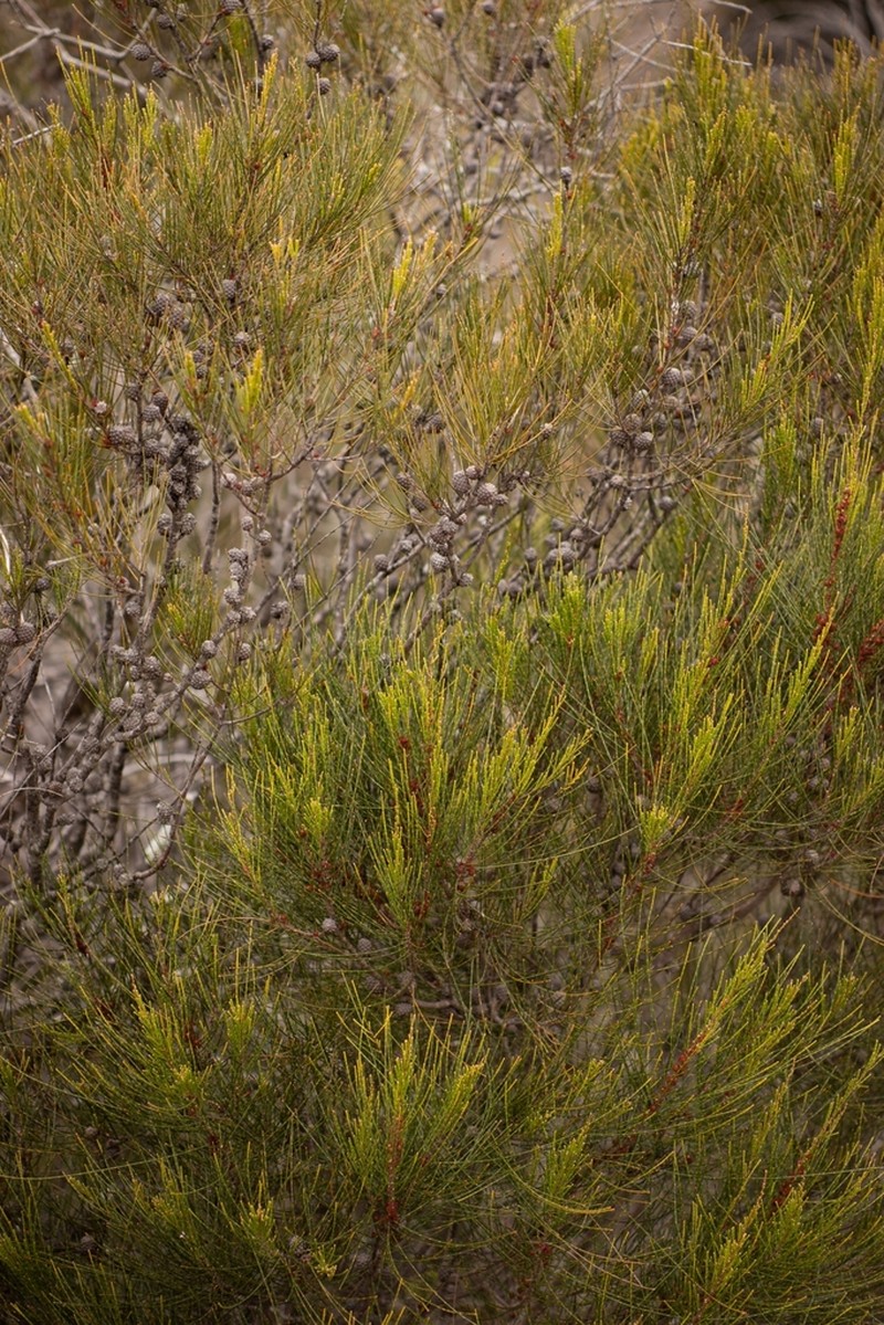 Allocasuarina rupicola photo 4