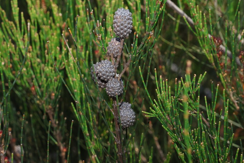 Allocasuarina rupicola photo 5