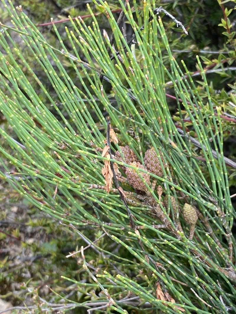 Allocasuarina rupicola photo 6