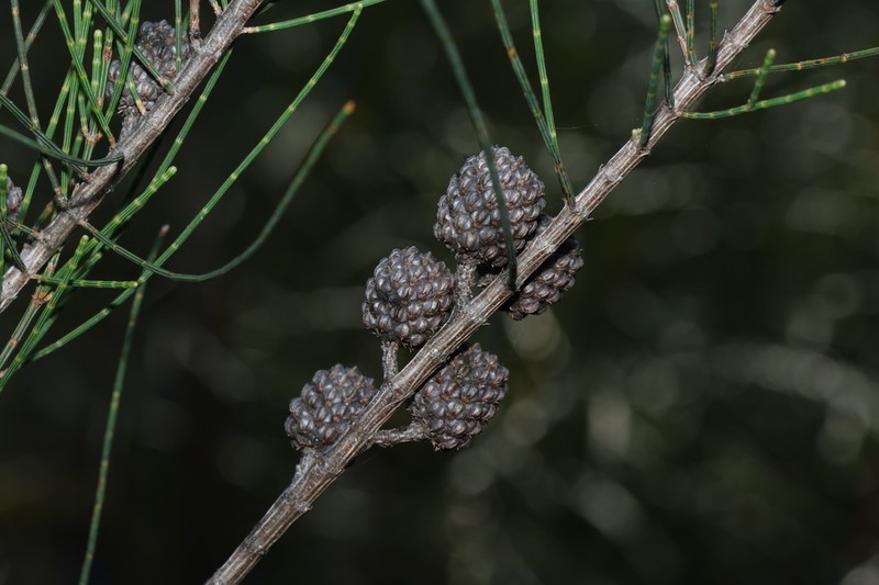 Allocasuarina rupicola photo 7