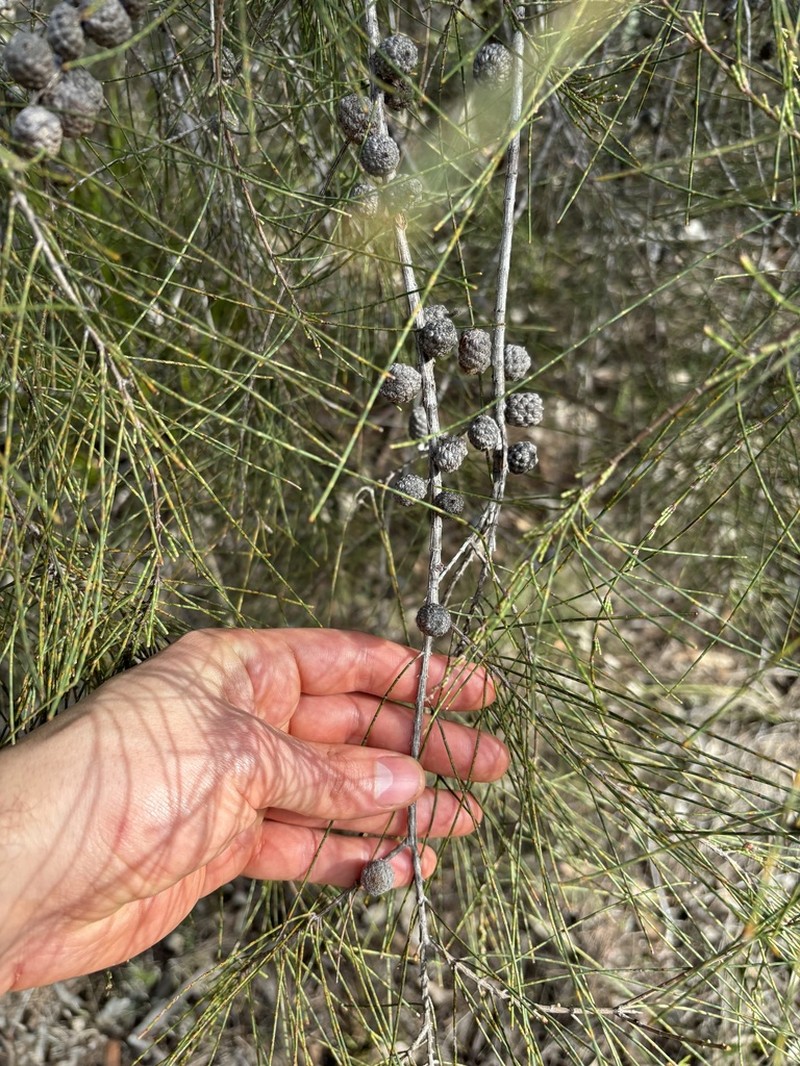 Allocasuarina rupicola photo 8