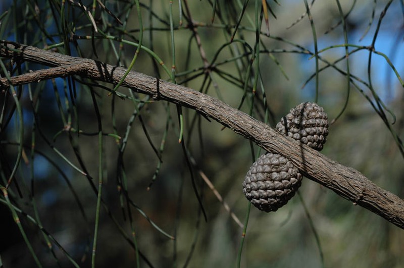Allocasuarina scleroclada