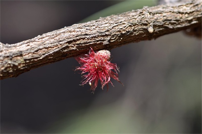 Allocasuarina scleroclada photo 2