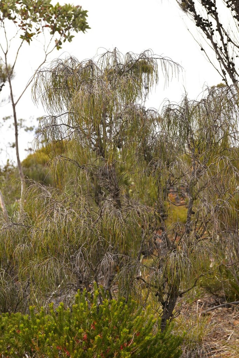Allocasuarina scleroclada photo 4