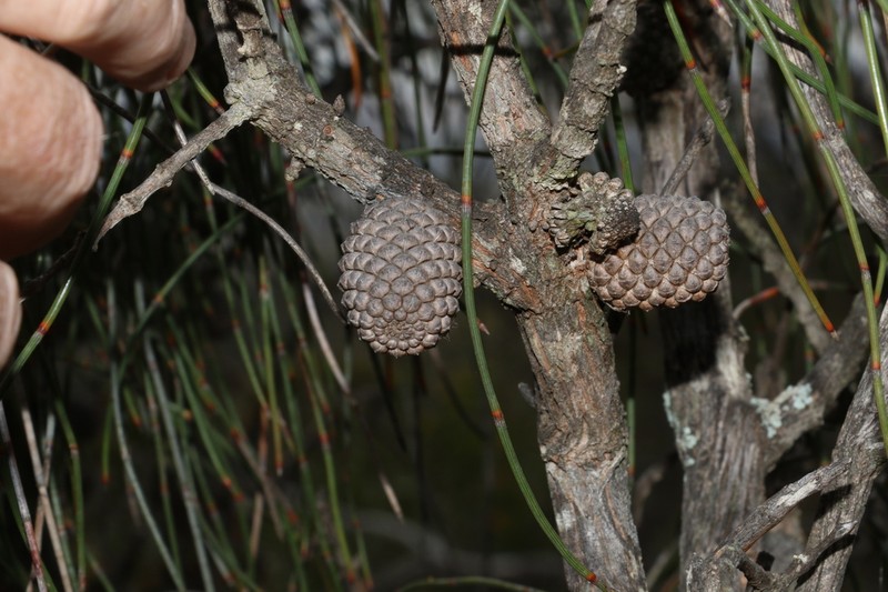 Allocasuarina scleroclada photo 5