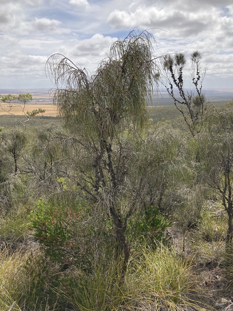 Allocasuarina scleroclada photo 6