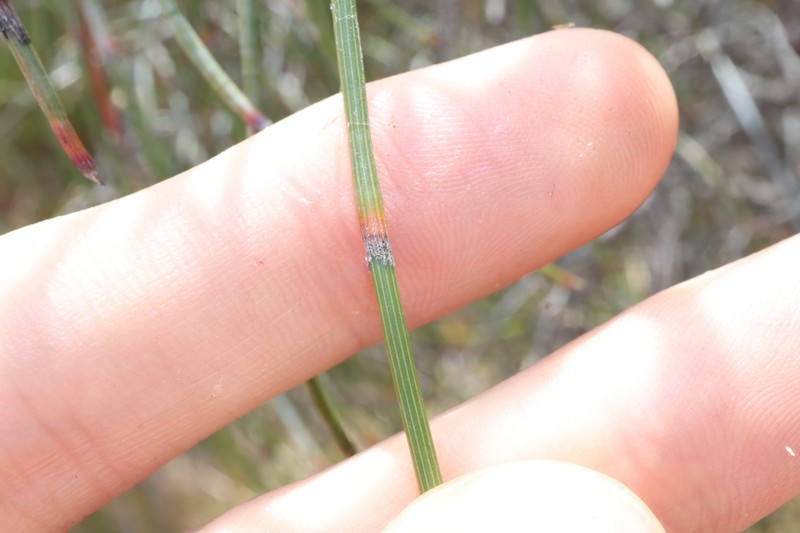 Allocasuarina scleroclada photo 7