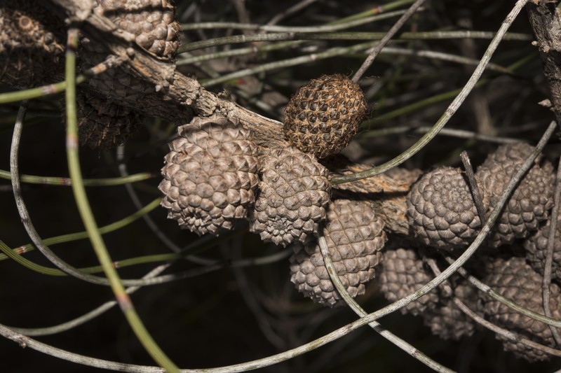Allocasuarina scleroclada photo 8