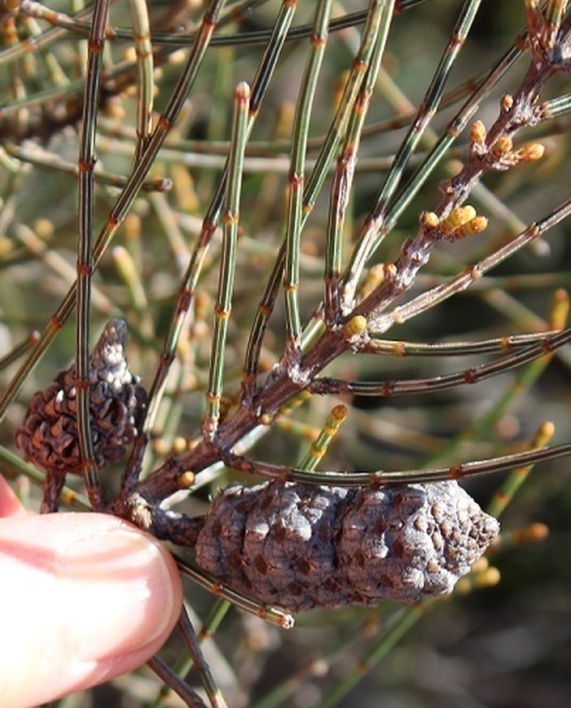 Allocasuarina simulans