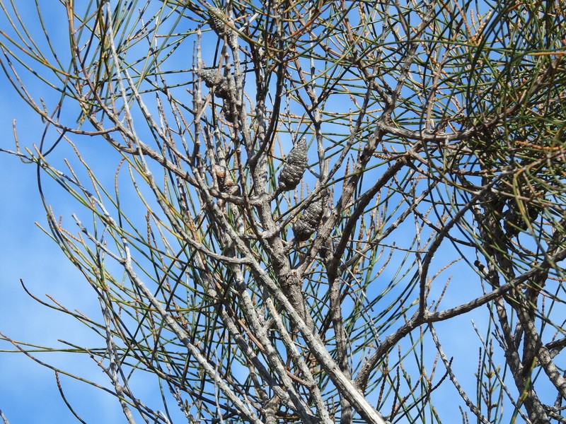 Allocasuarina simulans photo 2