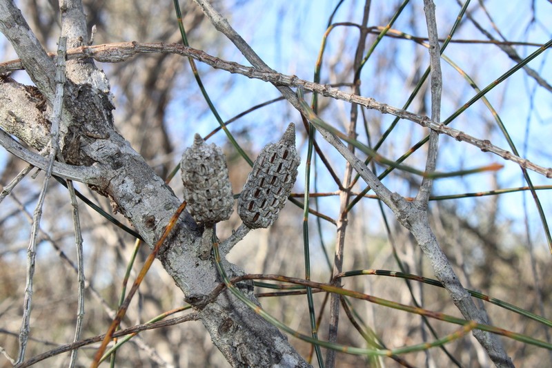Allocasuarina simulans photo 3