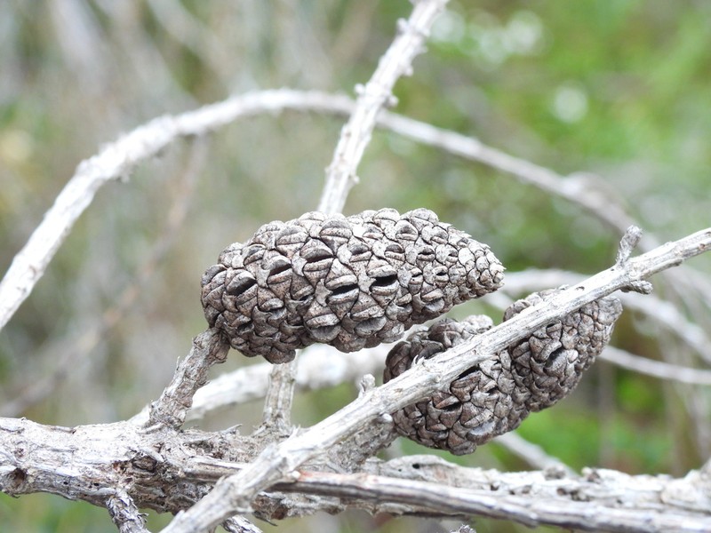 Allocasuarina simulans photo 4