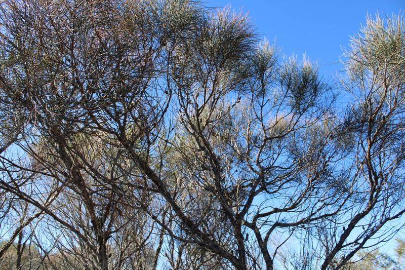 Allocasuarina simulans photo 5