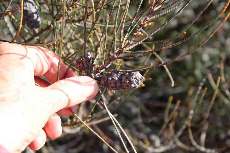 Allocasuarina simulans photo 6