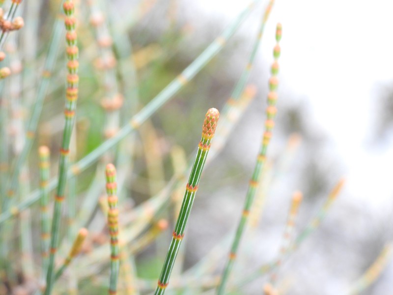 Allocasuarina simulans photo 7
