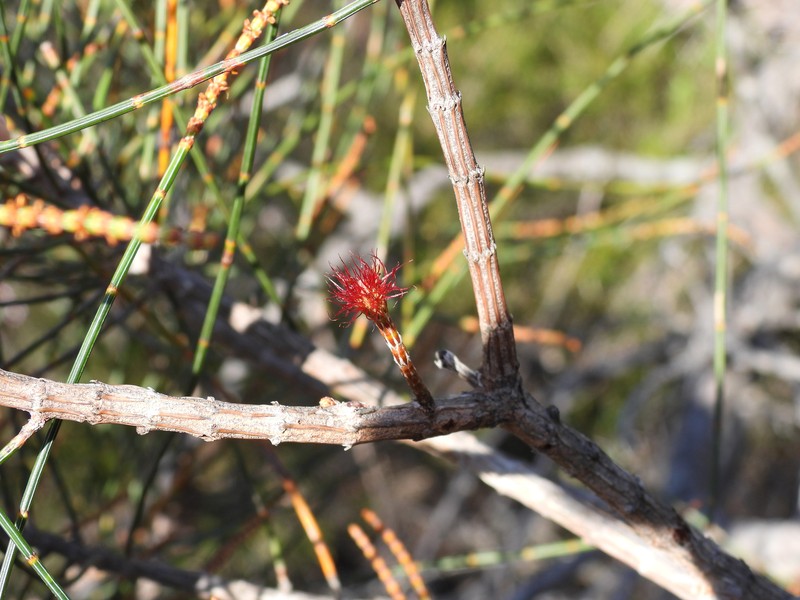 Allocasuarina simulans photo 8