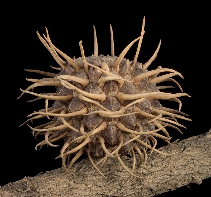 Allocasuarina spinosissima