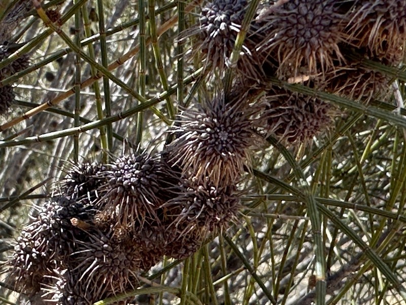 Allocasuarina spinosissima photo 2