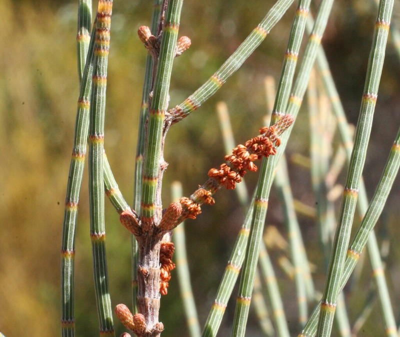 Allocasuarina spinosissima photo 3