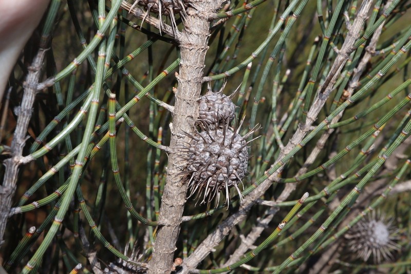Allocasuarina spinosissima photo 4