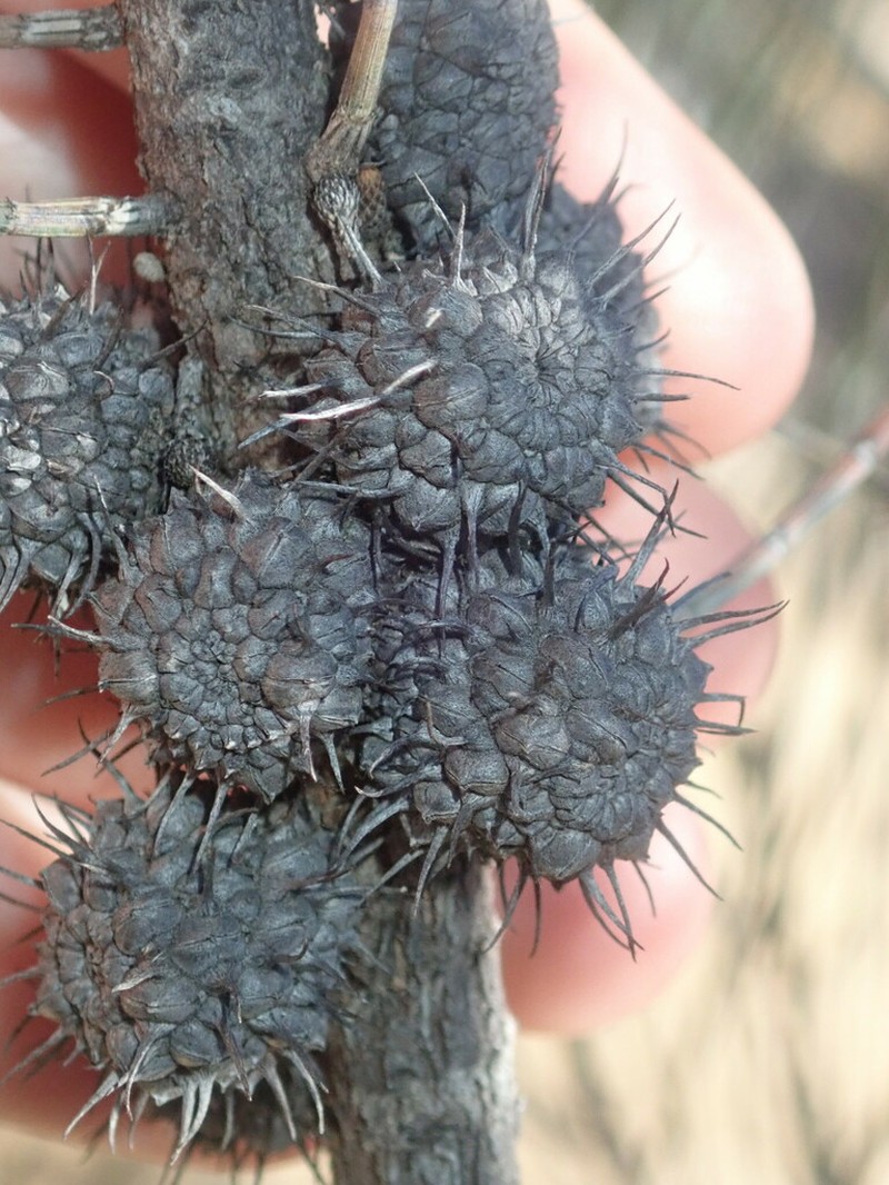 Allocasuarina spinosissima photo 5