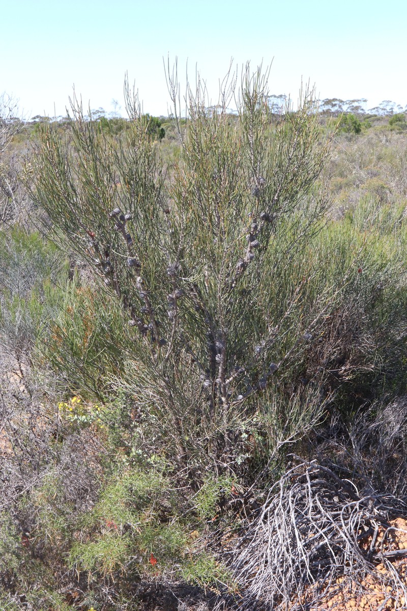 Allocasuarina spinosissima photo 7