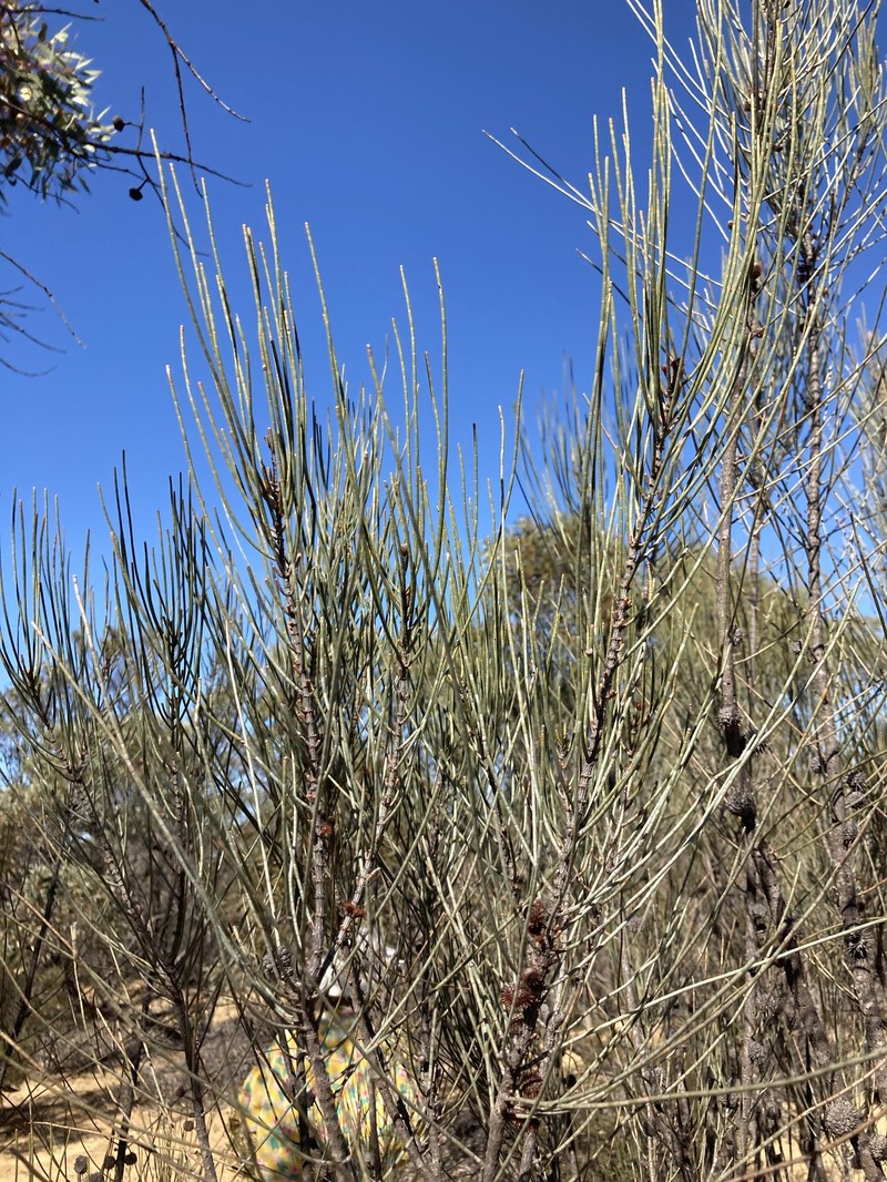 Allocasuarina spinosissima photo 8
