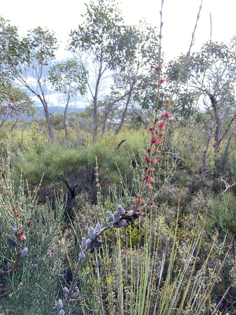 Allocasuarina striata