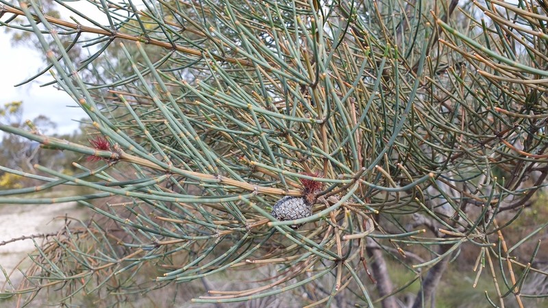 Allocasuarina striata photo 2