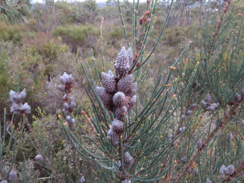 Allocasuarina striata photo 3