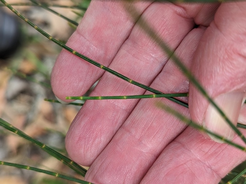 Allocasuarina striata photo 4