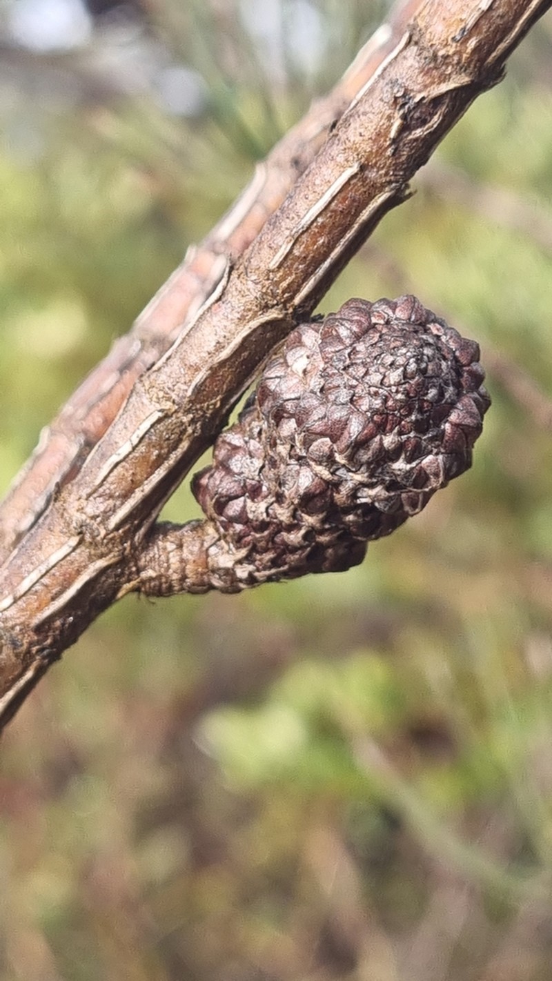 Allocasuarina striata photo 5