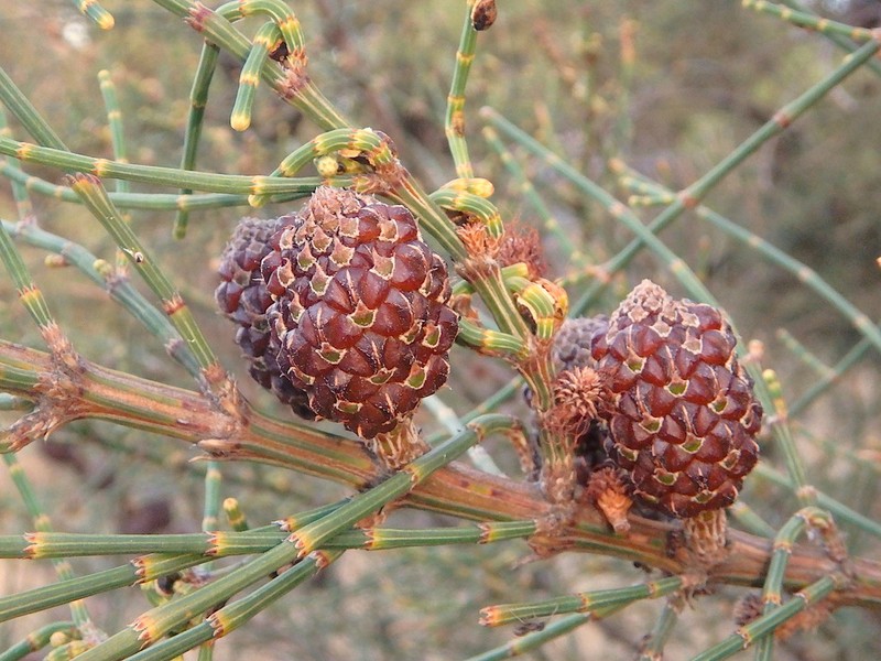 Allocasuarina striata photo 6