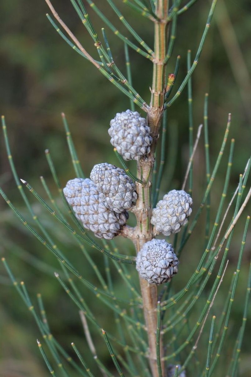 Allocasuarina striata photo 7