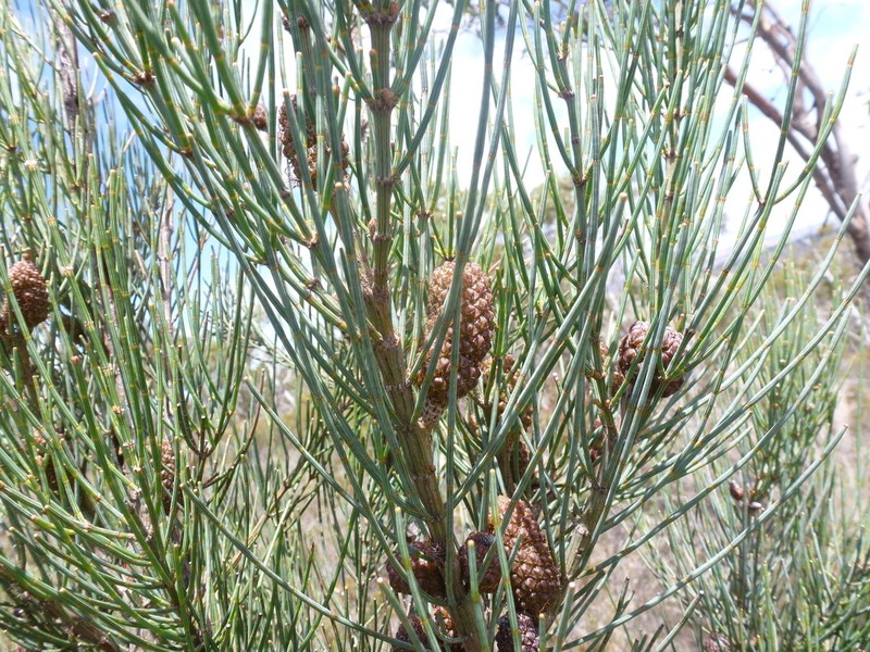 Allocasuarina striata photo 8