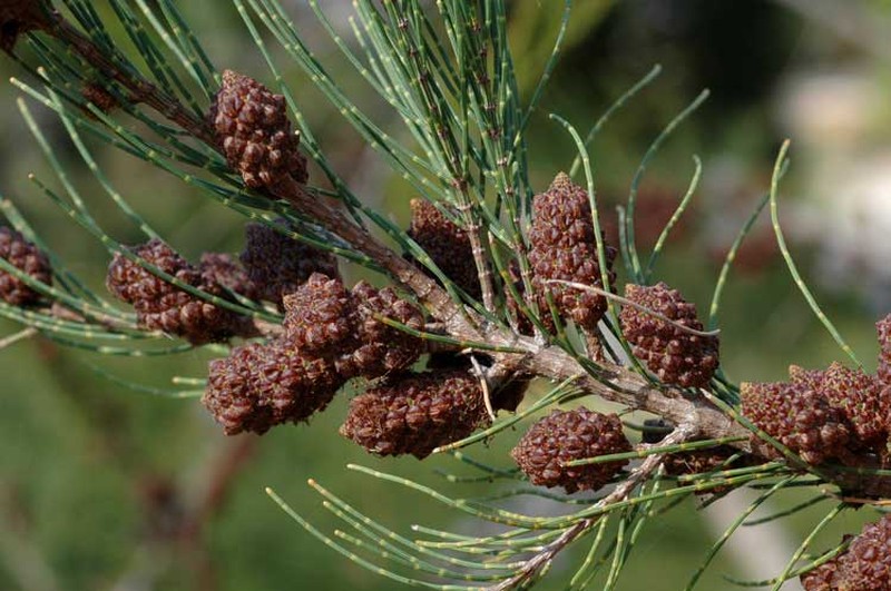 Allocasuarina thalassoscopica