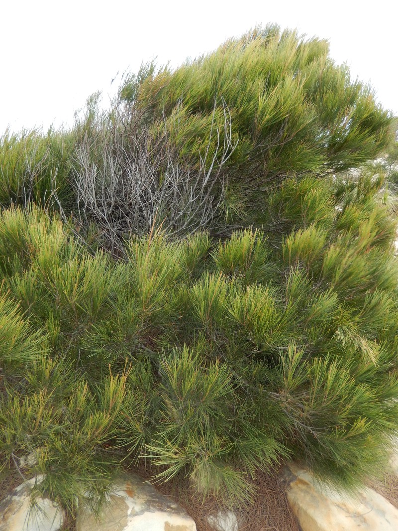 Allocasuarina thalassoscopica photo 2