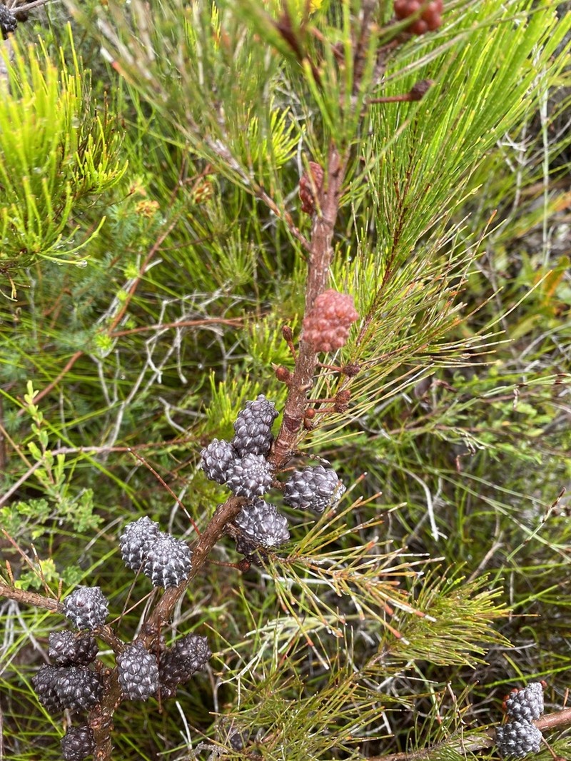 Allocasuarina thalassoscopica photo 3