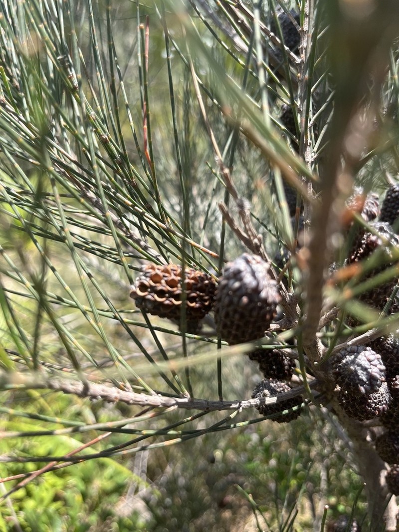 Allocasuarina thalassoscopica photo 4