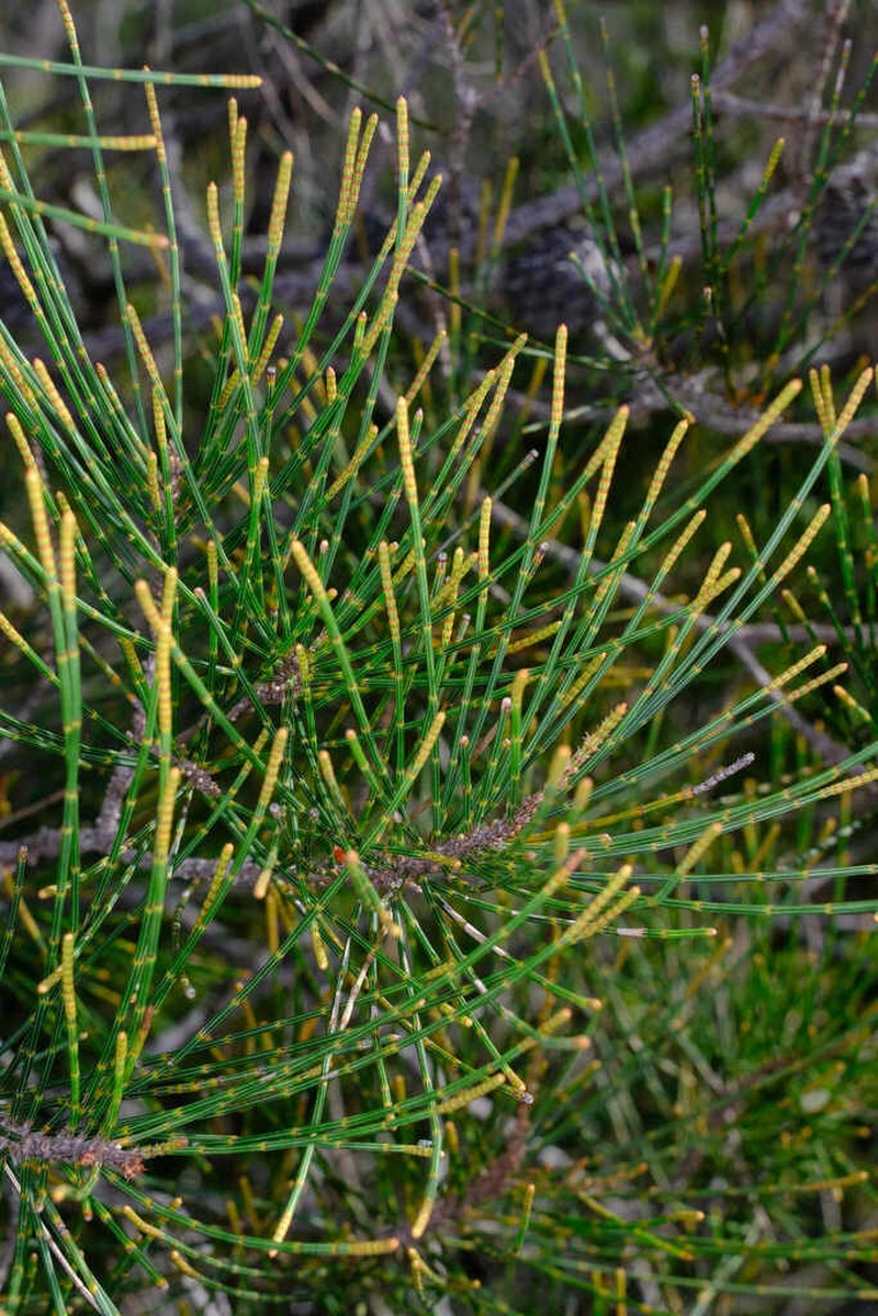 Allocasuarina thalassoscopica photo 5