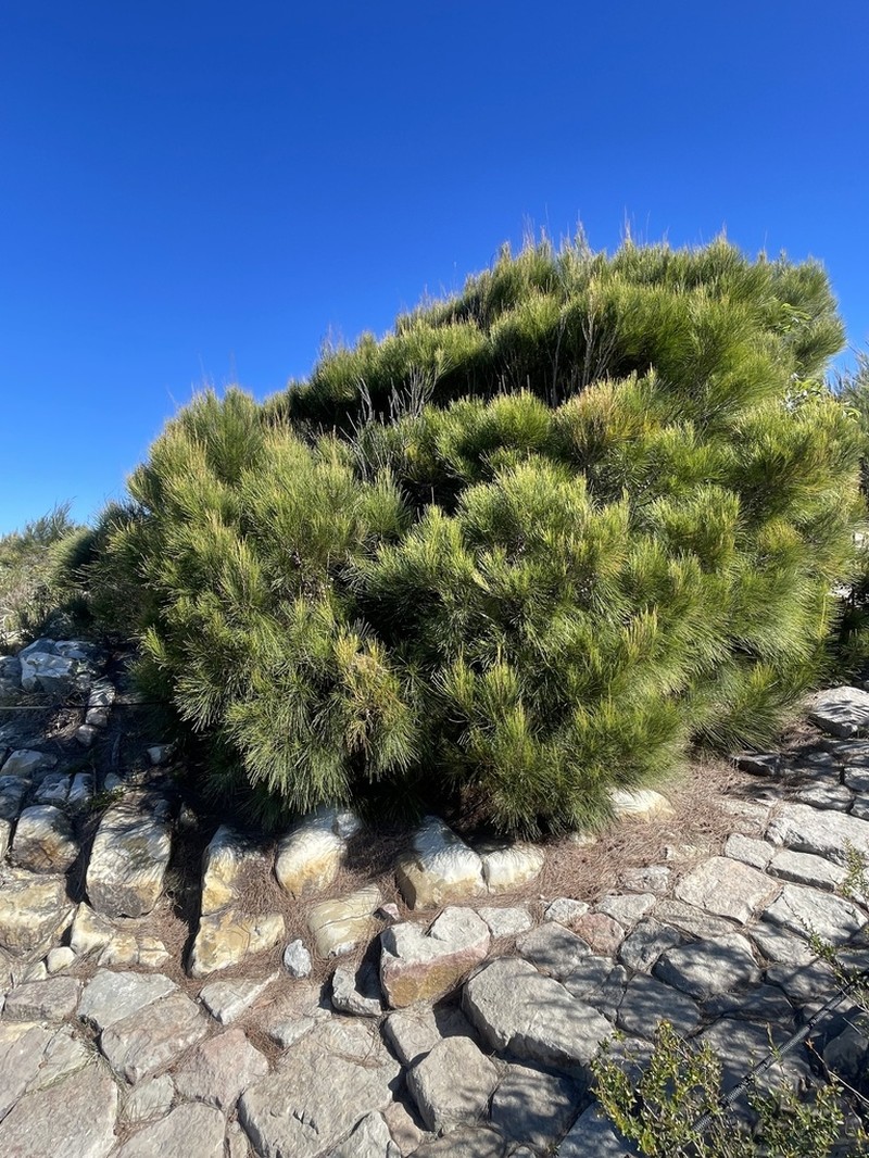 Allocasuarina thalassoscopica photo 6