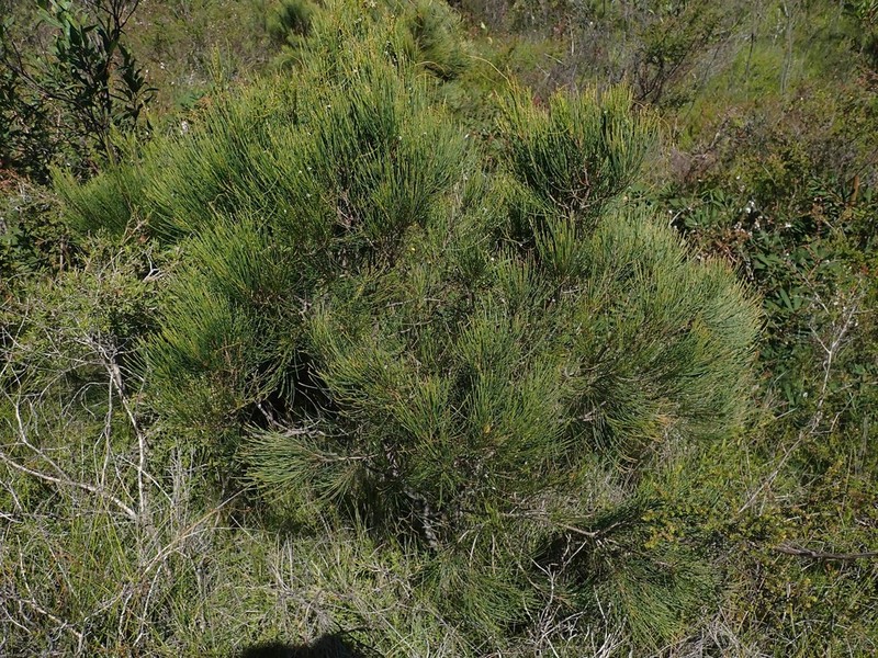Allocasuarina thalassoscopica photo 7