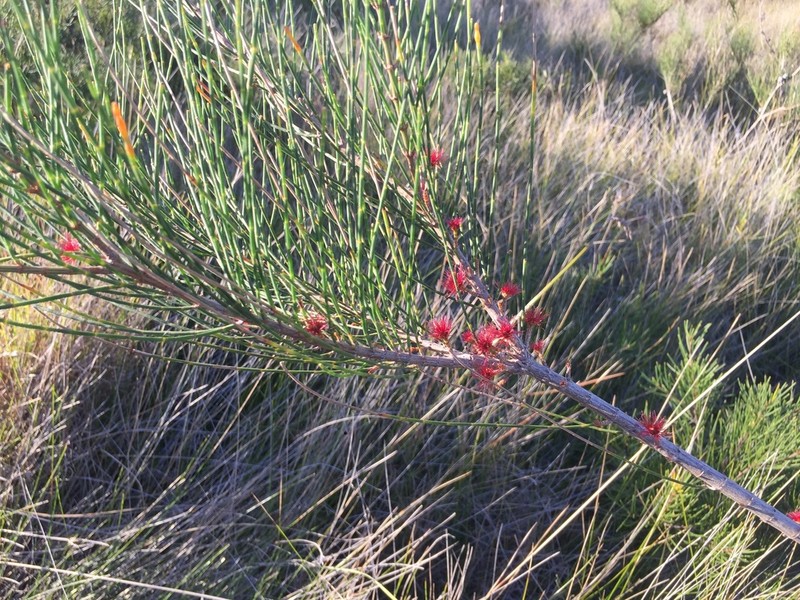 Allocasuarina thalassoscopica photo 8