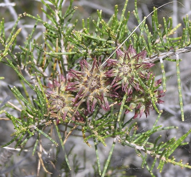 Allocasuarina thuyoides